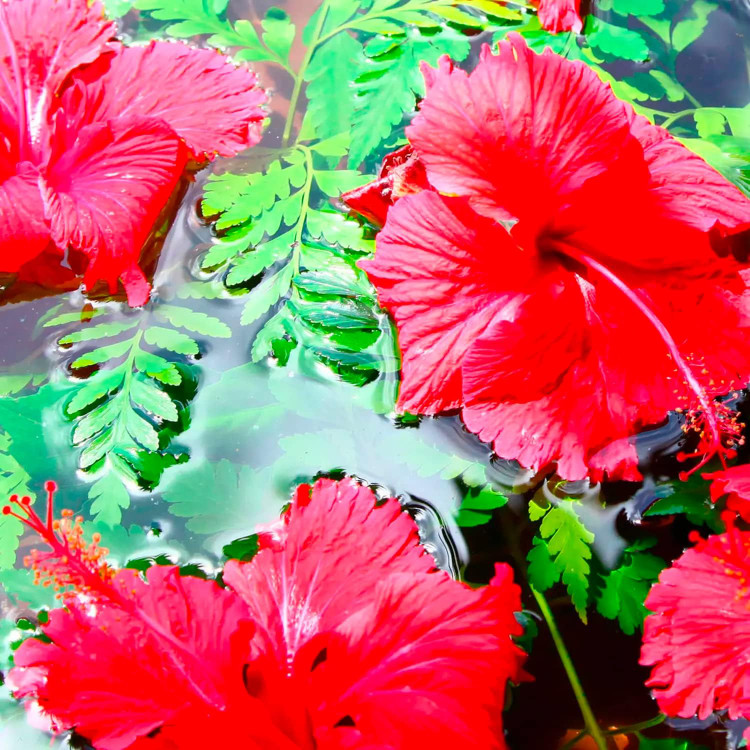 شامپو مائویی Maui مدل Hibiscus Water